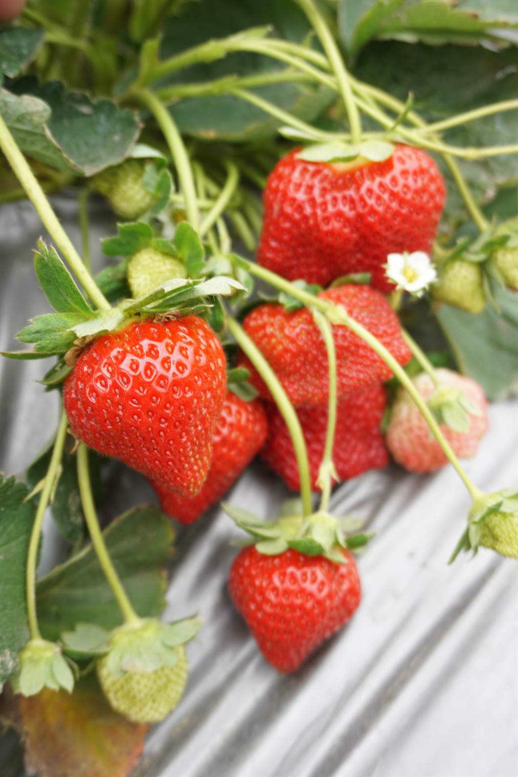 草莓生長勢旺盛，滿園鮮果又紅又大顆。（王文吉攝）