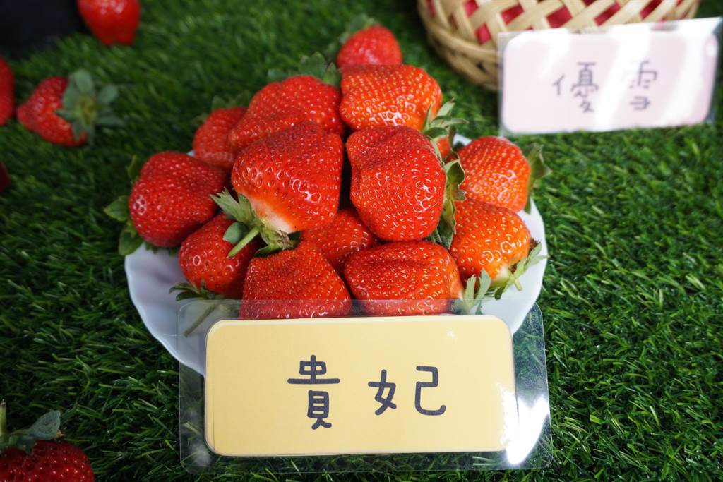 貴妃草莓果型圓胖、產量高。（王文吉攝）