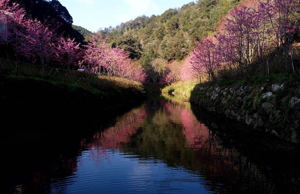 杉林溪櫻花盛開，櫻紅在水面交映，更添浪漫氣氛。（杉林溪提供／廖志晃南投傳真）