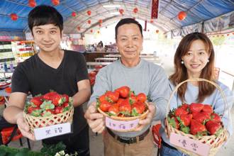 草莓盛產莓果大爆發 遊客蜂擁採果大讚甜美