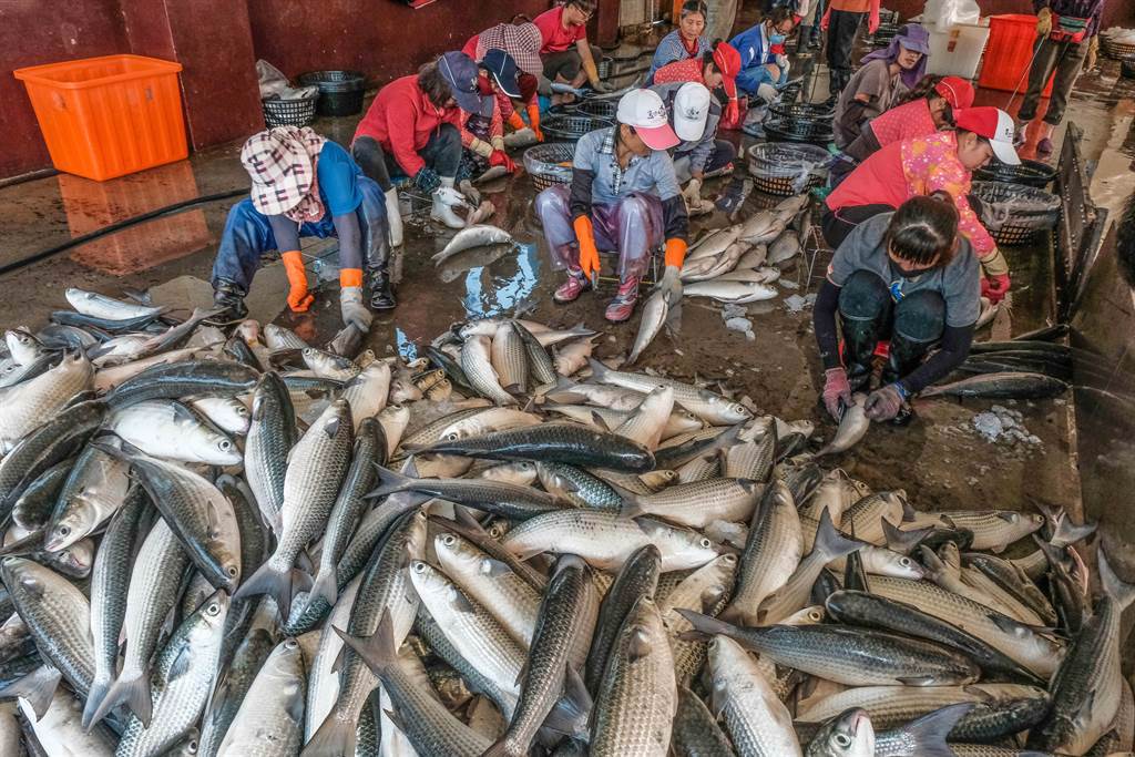 農委會公告畫設的竹北市水月休閒農業區內，有知名的拔仔窟烏魚養殖區，漁民忙著採收烏魚子。（羅浚濱攝）
