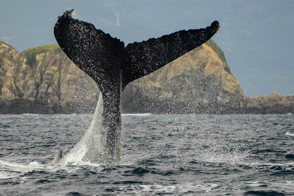 沖繩景點「慶良間群島賞鯨體驗」。(KKday提供／黃慧雯台北傳真）