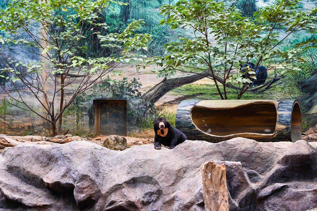 新竹動物園重新開園後，新竹市政府與園方將動物園定位為以收留被棄養或是繁殖過剩的動物為主，而不再進行動物買賣。（圖／達志影像）