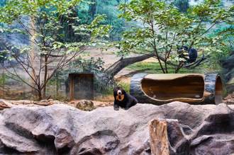 遊客轟新竹動物園超小、動物沒精神 網打臉：沒做功課
