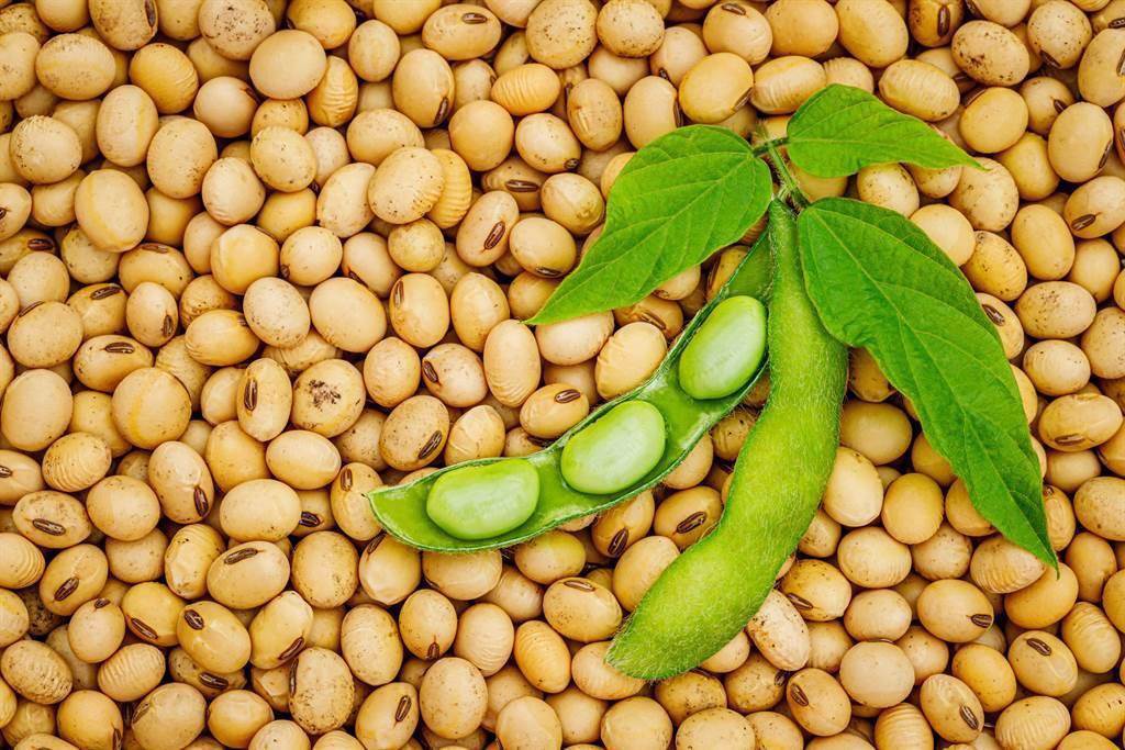 豆類是優質蛋白質來源，還有祕密武器異黃酮，對身體有益。(示意圖/Shutterstock)