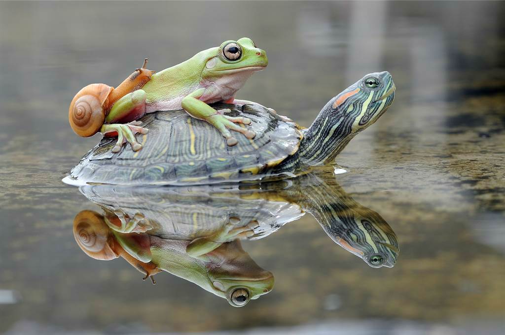 野生動物攝影師在印尼蘇門答臘島，拍到一隻樹蛙搭便車，悠哉坐在烏龜身上，形成宛如童話故事的畫面。(示意圖/達志影像)