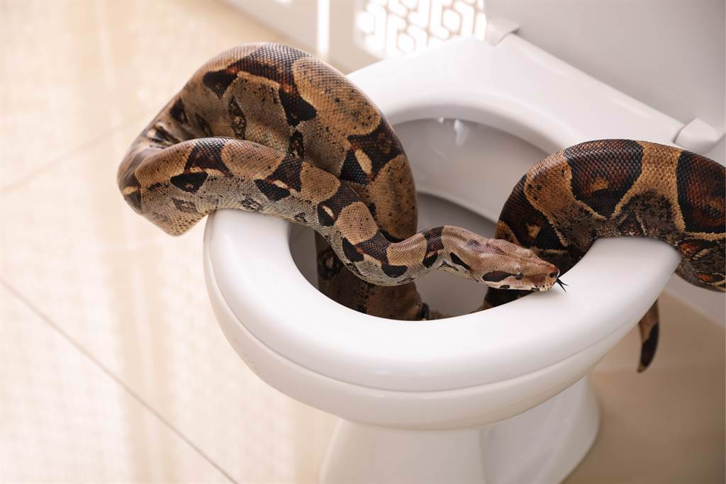 屋主欲要上廁所時，發現馬桶底部出現一條眼鏡蛇，嚇得他趕緊衝出浴室討救兵，但進行一番搜尋後，並未發現蛇的蹤跡。(示意圖/達志影像)