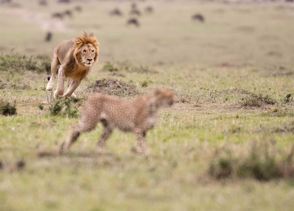 南非一名導遊近日再追蹤獵豹的時候，反被2隻公獅攻擊。(示意圖／達志影像)