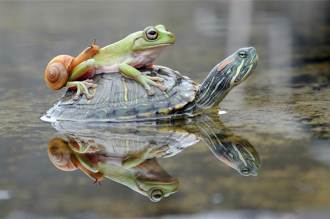 最懶青蛙不想跳 把烏龜當坐騎爽搭便車 傲嬌表情網笑翻