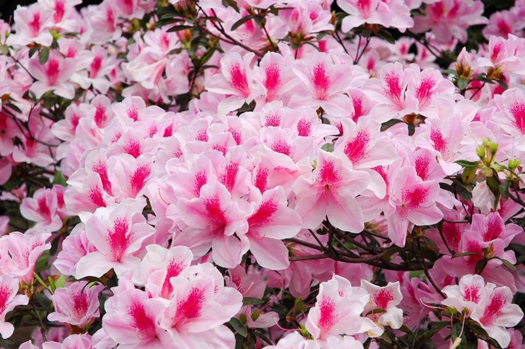 2、3月是花卉試驗中心賞櫻的季節。（圖/陽明山花季粉專）