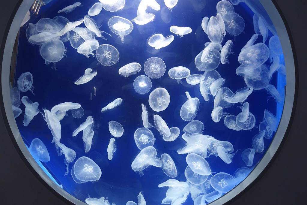 Xpark「癒見水母」有許多呈現半透明、圓弧形細長腳的療癒水母。（黃采薇攝）