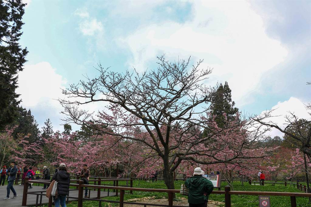 阿里山國家森林遊樂區內的櫻王因今年天氣冷，綻放時間延期，目前仍含苞待放，預計3月底才會盛開。（張亦惠攝）