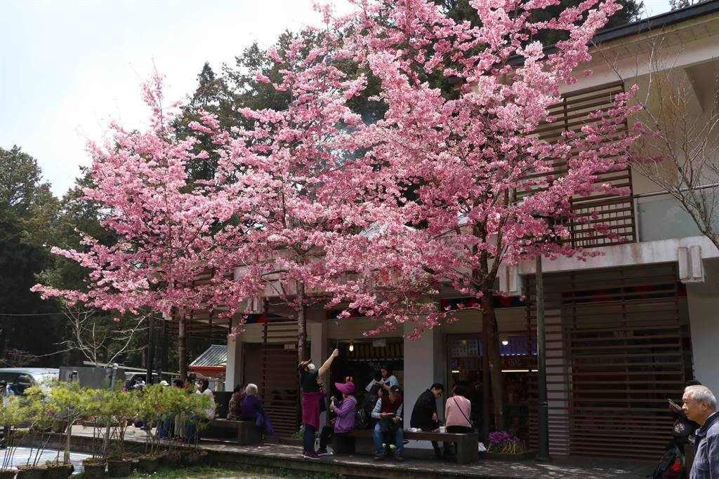 阿里山花季10日開鑼，各種櫻花陸續綻放，位於阿里山國家森林遊樂區受鎮宮前的阿龜櫻目前已滿開。（張亦惠攝）