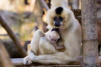 母猿獨居5年突產子 動物園嚇傻急驗DNA找生父