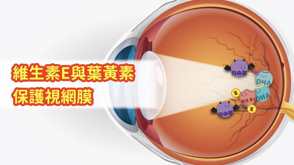 維生素E與葉黃素，能改善用眼過度產生自由基與視網膜發炎的危機。(圖/好食課提供) 