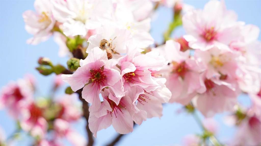 阿里山櫻花季即日起登場，吉野櫻、山櫻花、八重櫻等31種櫻花陸續綻放。（天成文旅-繪日之丘提供）