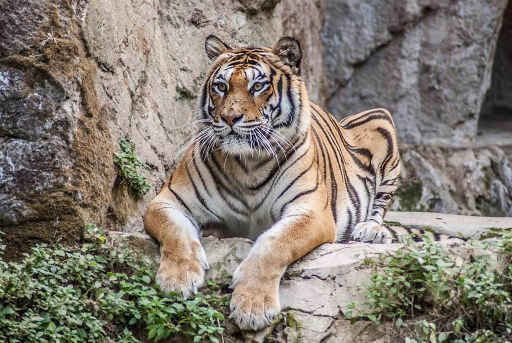 巴諾爾動物園一隻西伯利亞虎為了吸引媽媽注意，竟會發出「嚶嚶」叫聲唱歌，讓人聽了直呼不可思議。(示意圖/達志影像)
