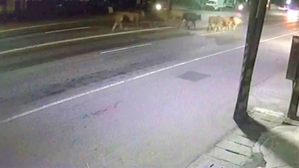 燕巢區一群牛兒（右上）日前晚間逛大街。（翻攝照片／林瑞益高雄報導）