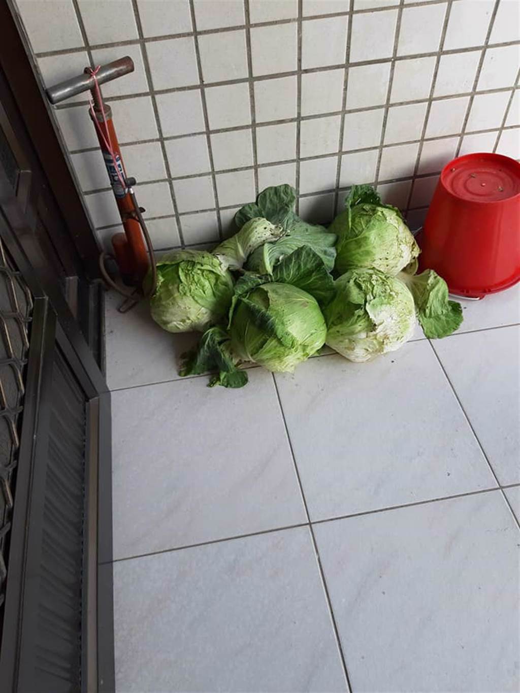 女網友貼出鄰居送的５大顆高麗菜。（圖取自爆怨公社）