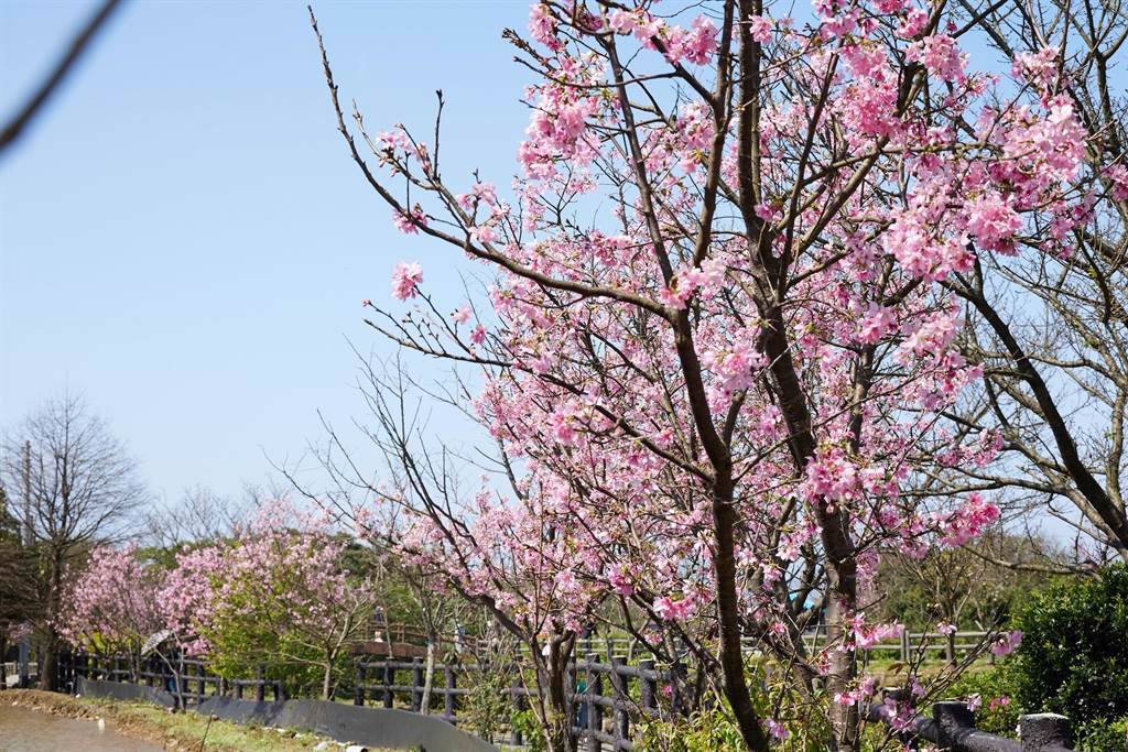 新北市三芝區知名的賞櫻景點「三生步道」，道路遍植櫻花做為景觀花卉， 3月中旬的吉野櫻花季即將接續來到。（景觀處提供）