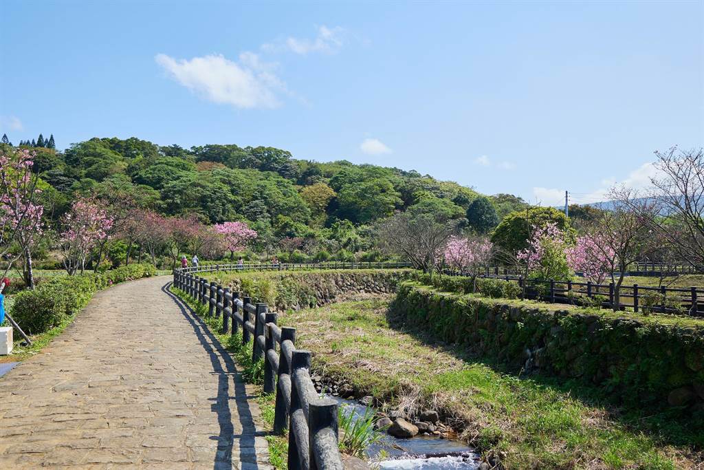 新北市三芝區知名的賞櫻景點「三生步道」，道路遍植櫻花做為景觀花卉， 3月中旬的吉野櫻花季即將接續來到。（景觀處提供）