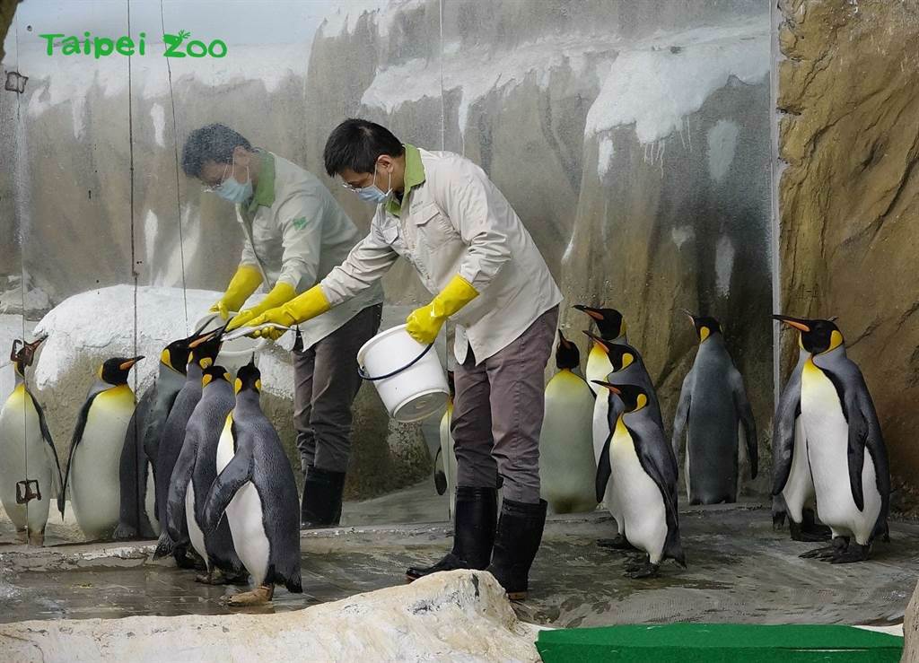 台北市立動物園裡的國王企鵝自從吃過肥美多汁的秋刀魚後「一試成主顧」，對其他魚種興趣缺缺。(圖/台北市立動物園提供)