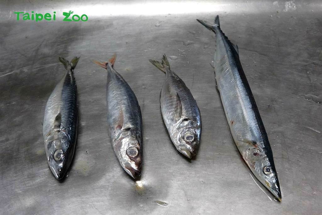 國王企鵝常吃的魚種由左至右為鯖魚、紅尾四破、竹筴魚、秋刀魚。(圖/台北市立動物園提供)