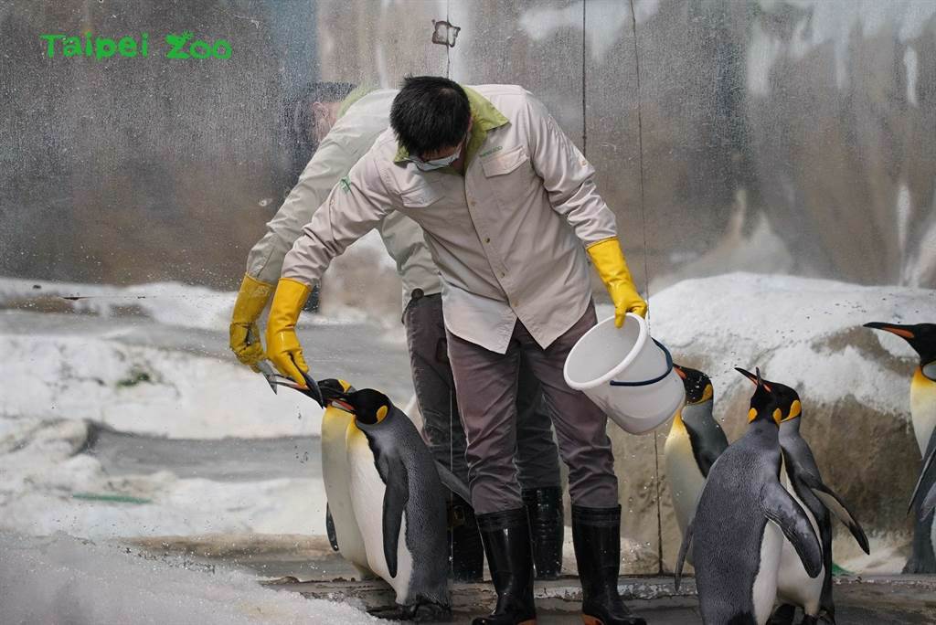 站在角落的企鵝不是被排擠，而是不想「鵝擠鵝」，機靈地等保育員自動前來餵食。(圖/台北市立動物園提供)