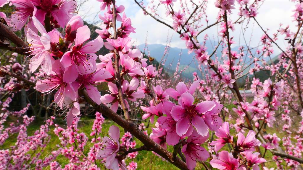 武陵農場宣布桃花接棒登場，花期可持續到4月中。（武陵農場提供／王文吉台中傳真）