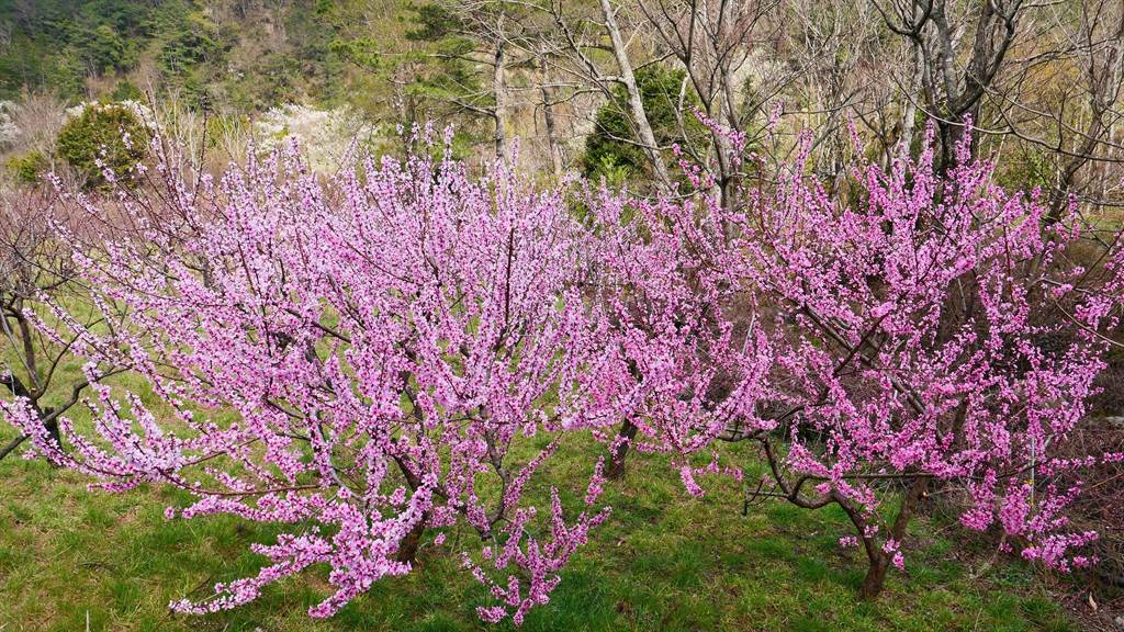 武陵農場桃花盛開，大片粉紅花海，媲美「十里桃花林」。（武陵農場提供／王文吉台中傳真）