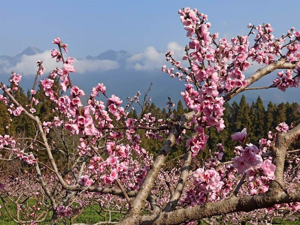 福壽山農場早桃開花已滿開，中、晚桃接續盛開到4月上旬。（福壽山農場提供／王文吉台中傳真）