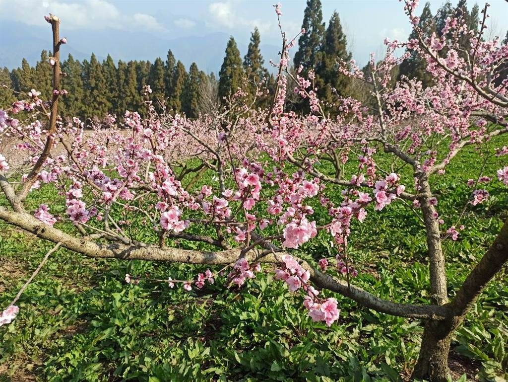 福壽山農場桃樹都已矮化，遊客可就近感受被桃花包圍的夢幻美景。（福壽山農場提供／王文吉台中傳真）