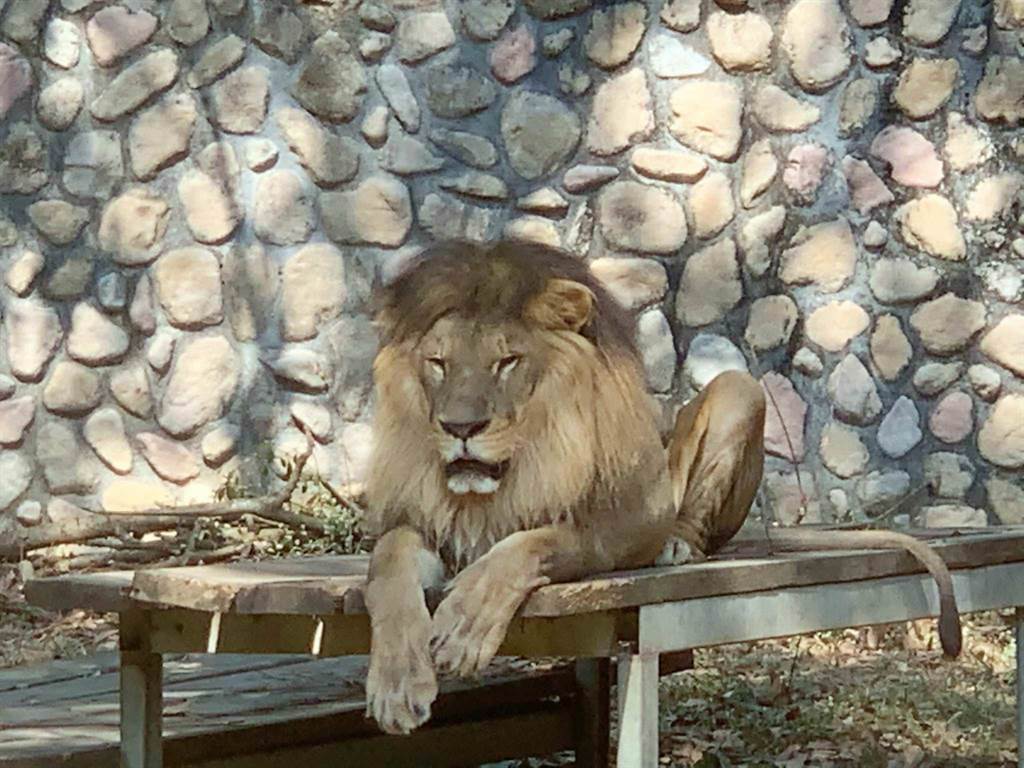 高雄壽山動物園非洲獅「小巴」驚傳病逝。（柯宗緯攝）