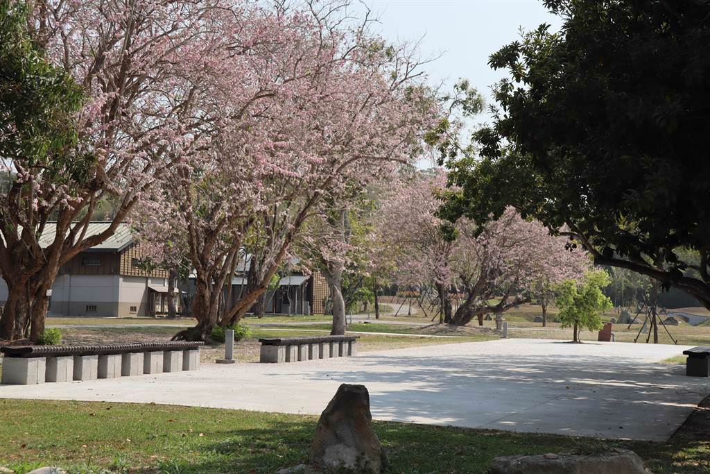 台南市烏山頭水庫八田與一紀念園區的南洋櫻已盛開。（劉秀芬攝）
