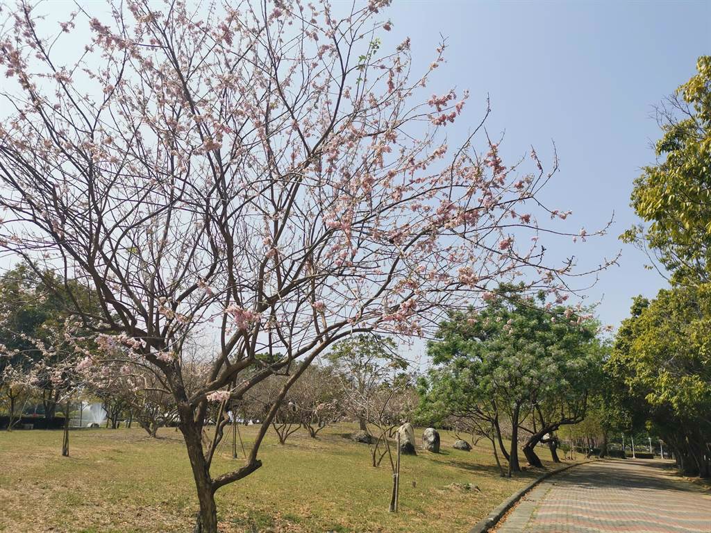 台南市烏山頭水庫親水公園旁南洋櫻已盛開。（劉秀芬攝）