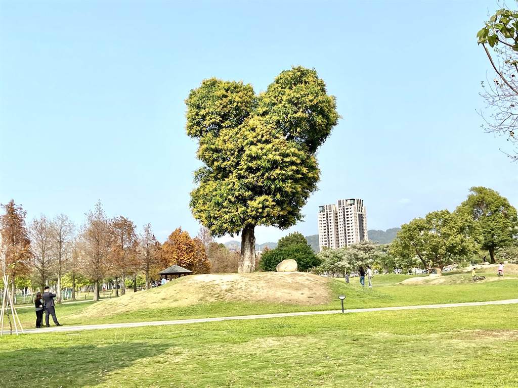 台中市北屯區南興公園內有一棵百歲芒果樹，圓圓樹形因為出現兩個大耳朵，超像知名卡通米老鼠，被稱為「米奇樹」。（盧金足攝）