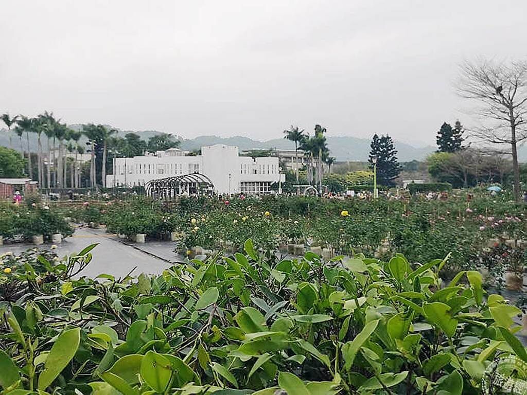 臺北玫瑰園景觀區才第一年，之後會越來越美麗(洪書瑱攝)