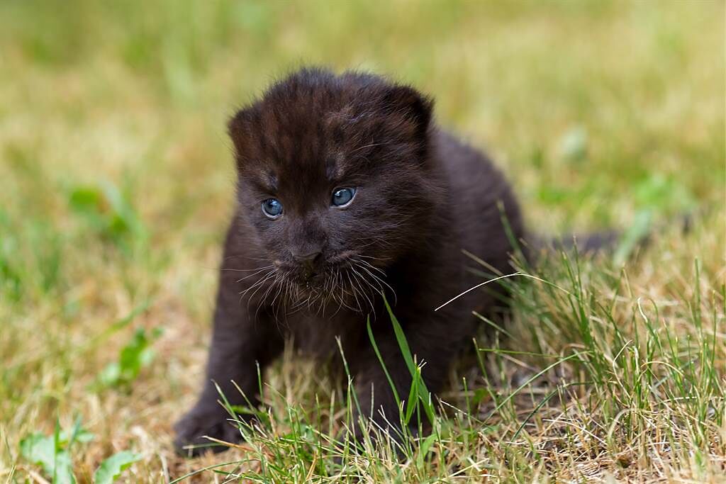 小黑豹出生後就被母豹拋棄，飼養員得知後便接手撫養，如今牠被養成一隻大貓。(示意圖/達志影像)