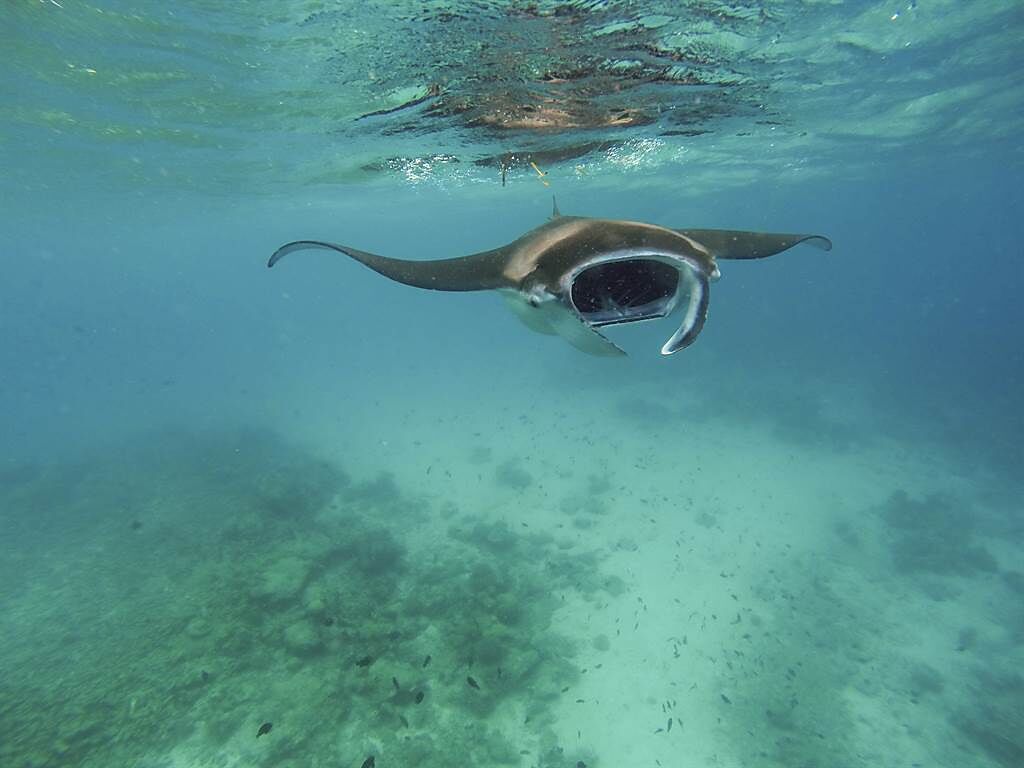 攝影師拍到「大海怪」躍出水面，沒想到竟是一條巨型「鬼蝠魟」(Giant manta rays)。(示意圖/達志影像)