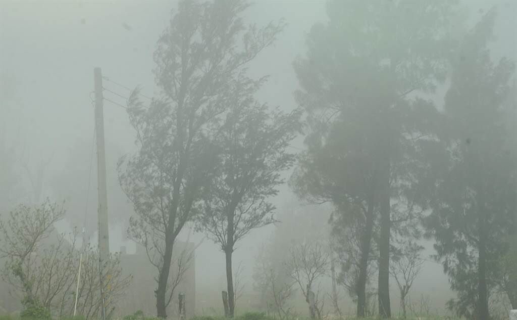 月以後即進入霧季的金門，今天吹起溫暖的東南風，海岸防風林濃霧瀰漫。（李金生攝）