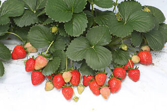 內湖採草莓「趣」 介紹2家不同風格草莓園供選擇