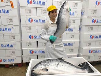 「鮭魚」好康第二波 台灣鯛生態創意園區憑身分證限量送100尾