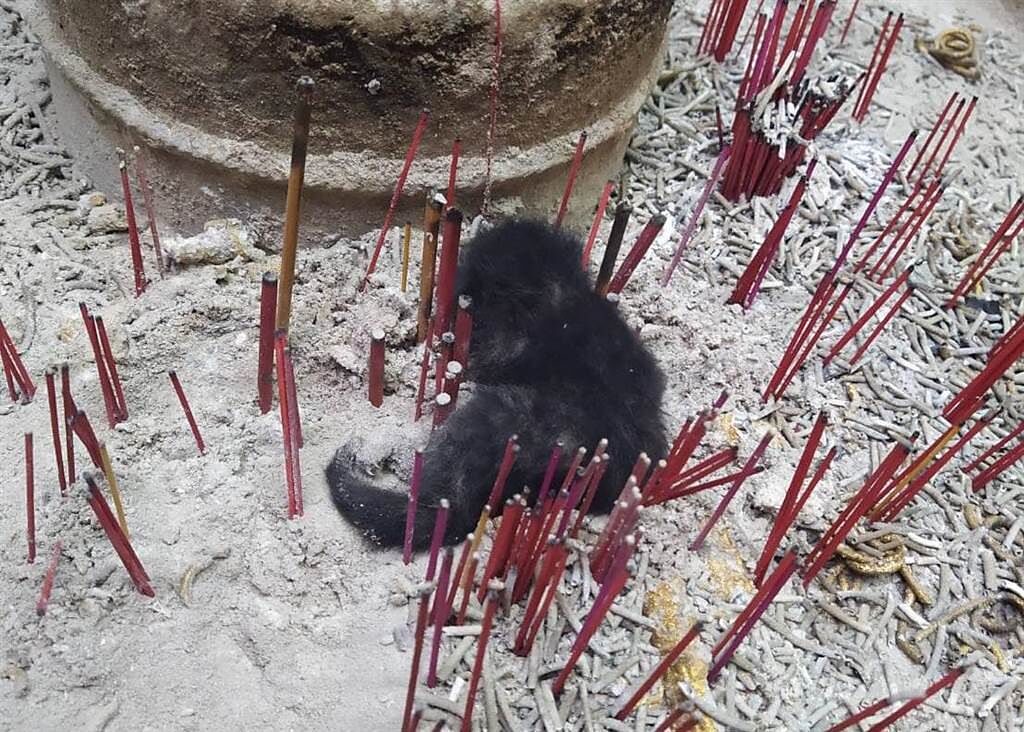 台南市一間宮廟的廟婆在19日早上，於天公爐內發現一隻剛出生的小黑貓。(圖/網友黃翰林授權提供，請勿隨意翻拍，以免侵權。)
