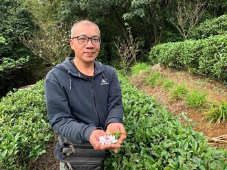 三芝農友粟益民開發獨特「櫻花茶」 所種茶葉外銷日本成為保養品