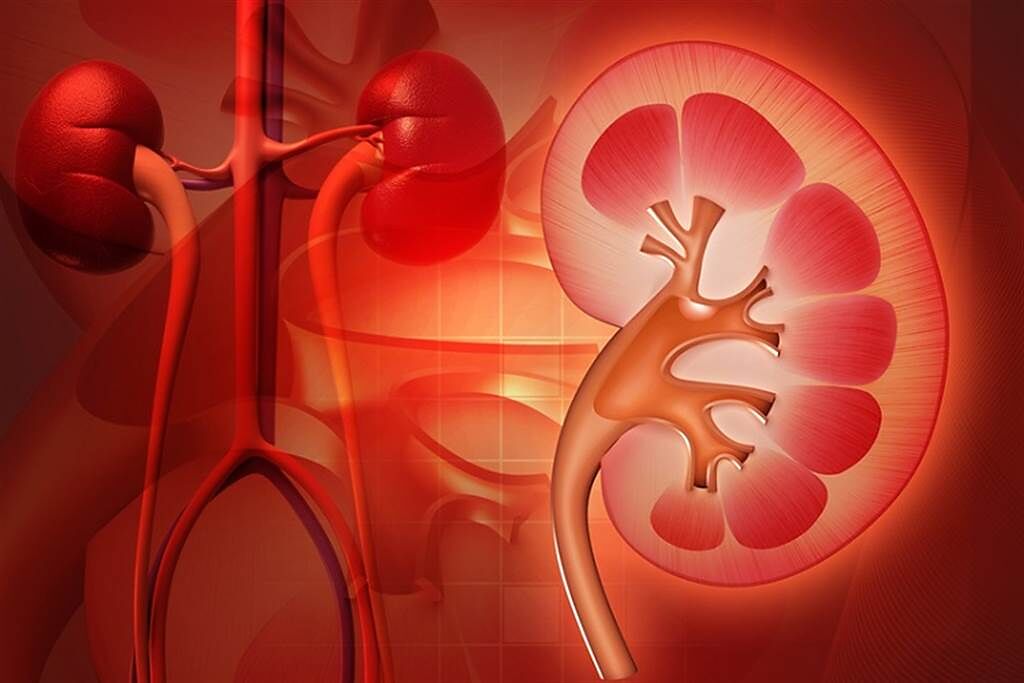 心律不整時，腎臟血流量會發生不同程度的減少。(示意圖/常春月刊提供)
