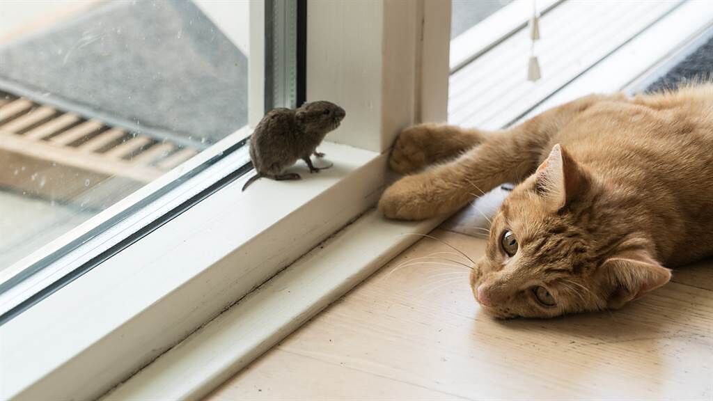 英國一名飼主日前發現愛貓受傷且晶片不翼而飛，追查後才知道兇手就是老鼠。(示意圖／達志影像)