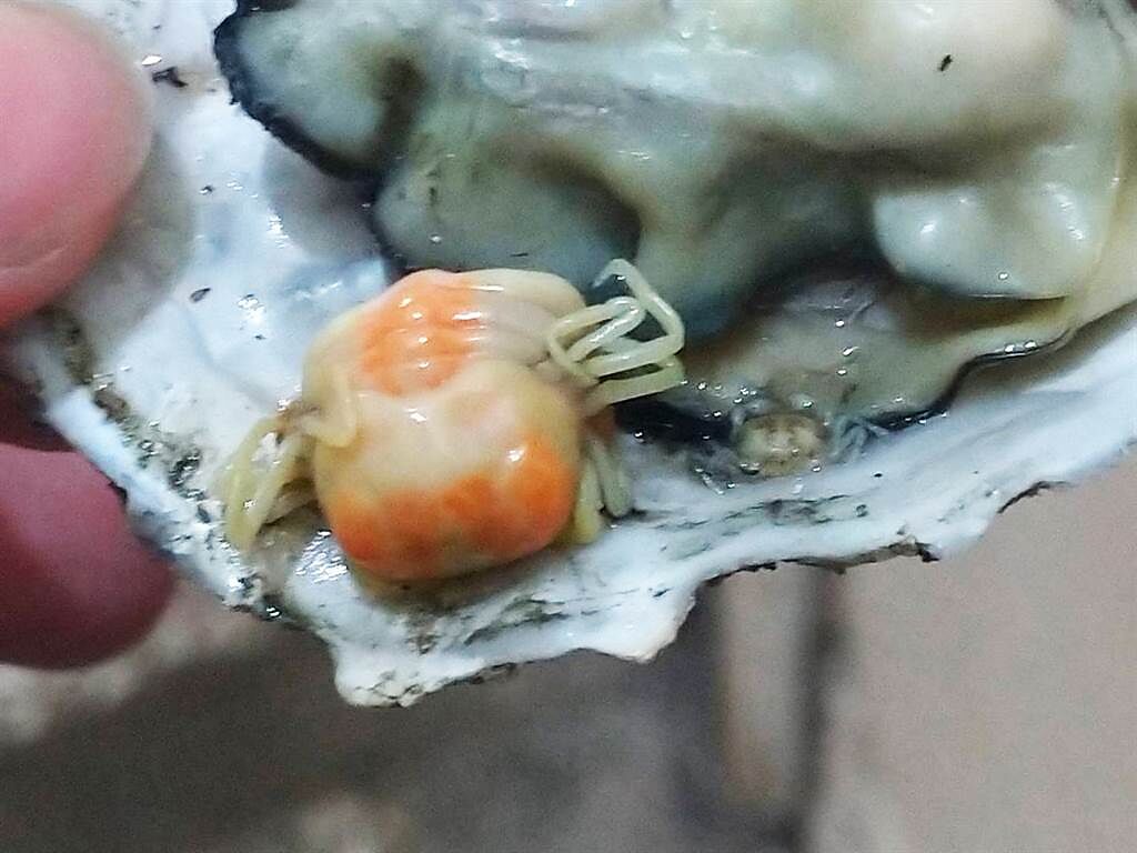 一名網友在夜市吃烤蚵仔，發現殼內有2隻「橘色螃蟹」，對此有網友解答是「豆蟹」，是全世界最小的螃蟹。（圖／翻攝自路上觀察學院）