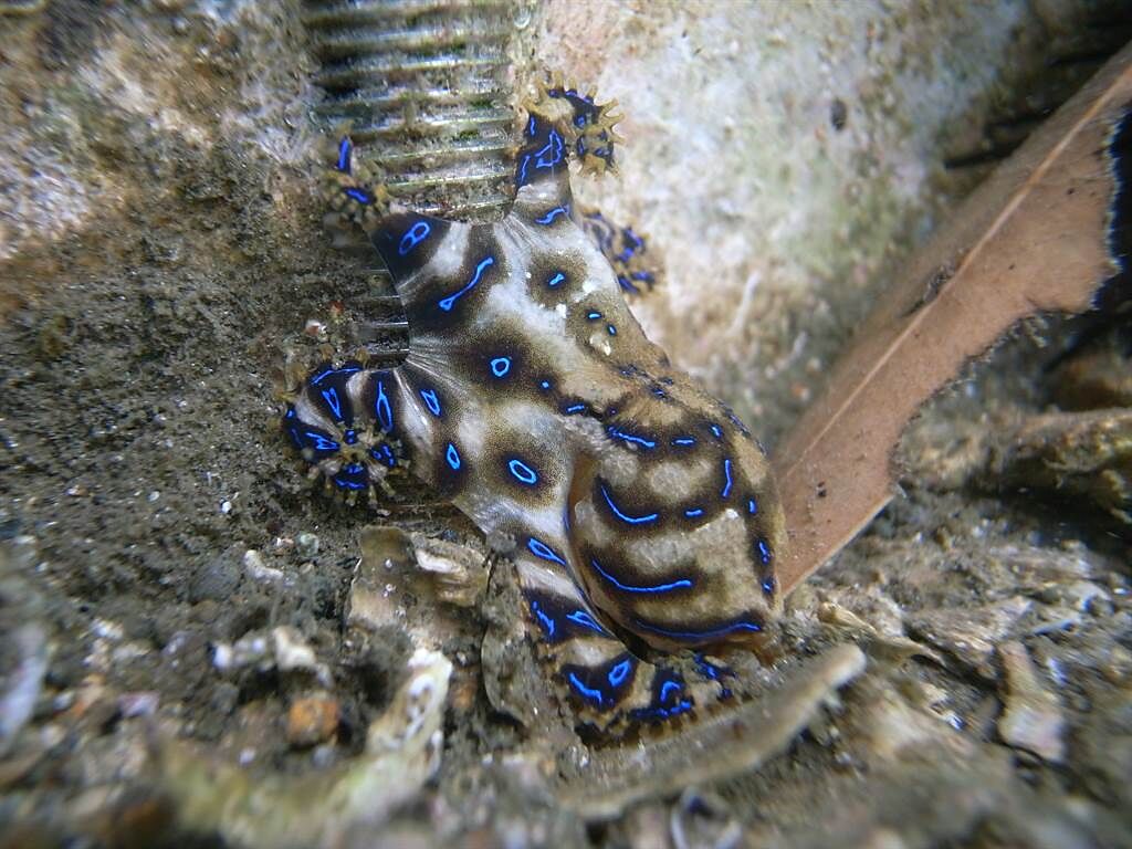 國外一名正妹到峇厘島度假時在海邊發現藍環章魚，事後才知道牠是世界上毒性最猛烈的動物之一。(示意圖／達志影像)