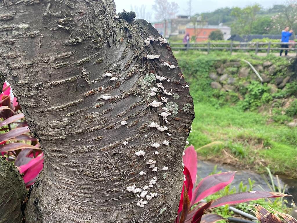 「櫻后」樹幹長出白菇已病入膏肓且有傳染他樹的能力（戴上容攝）