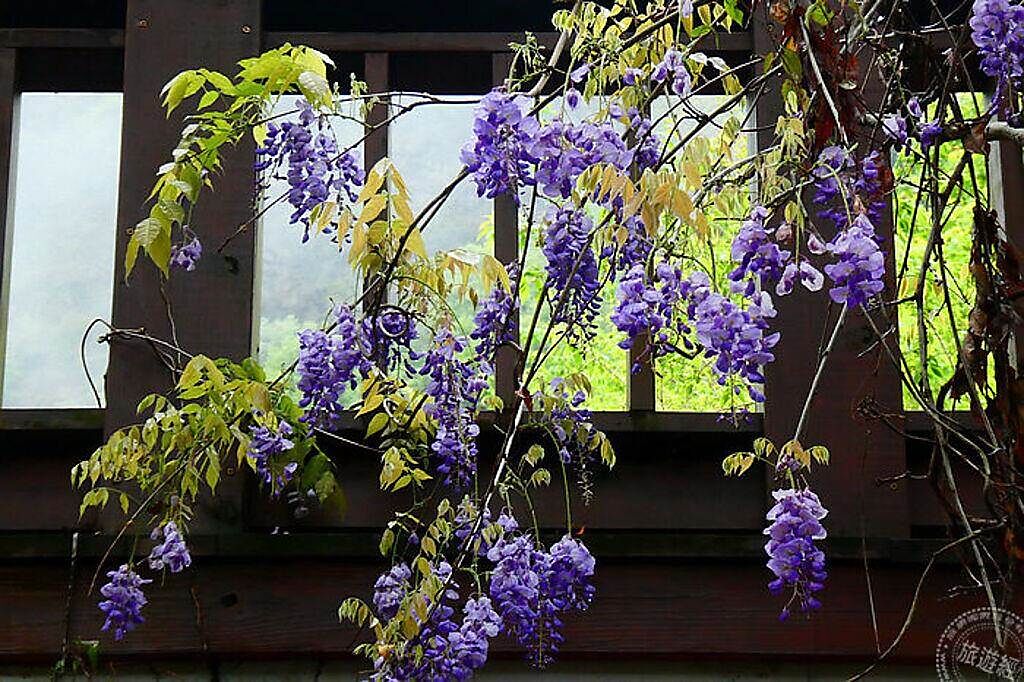 奧萬大的紫藤正開花(南投林區管理處提供)